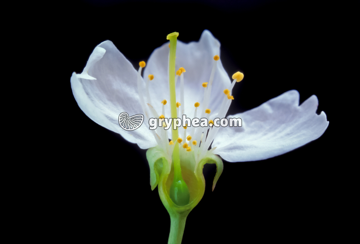 Cerisier - fleur en coupe montrant les organes internes - gryphea.org